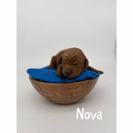 Nova - Red  female Goldendoodle puppy in Smithfield, Kentucky from KBK9 Kennels