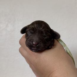 Penelope - Chocolate female Australian Labradoodle puppy in Sacramento, California from Little Farmstead Labradoodles