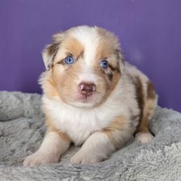 Quinn5Boy2- RMM,NBT, blue eyes likely, CHIC-OFA-DNA-AKC Titled Parents - Red merle male Australian Shepherd puppy in South Hill, Virginia from Silverside Aussies LLC
