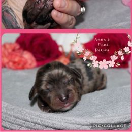 Cookie - Dapple female Dachshund puppy in Pope, Mississippi from Anna’s Mini Doxies