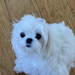 Sakura  - Maltese