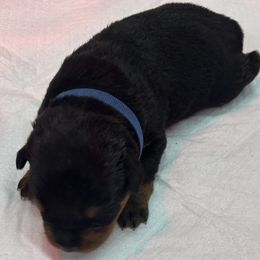 Blue Girl - Black and mahogany Rottweiler puppy in Lebanon, Oregon from SOUTH SANTIAM ROTTWEILERS