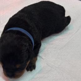Blue Girl - Black and mahogany Rottweiler puppy in Lebanon, Oregon from SOUTH SANTIAM ROTTWEILERS