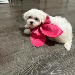 Pearl - White female Maltipoo puppy in Apple Valley, California from Boujeepups