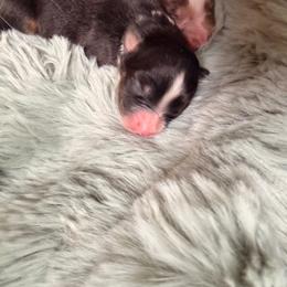 Black tri male - Black tri male Miniature American Shepherd puppy in Connecticut from Novus Kennels