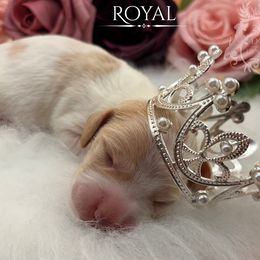 Royal - Cream male Dachshund puppy in Nampa, Idaho from 208 Dox Dynasty