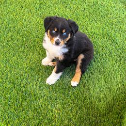 Roulette - Black tri female Miniature Australian Shepherd puppy in Apache Junction, Arizona from Circle T Mini Aussies