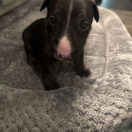Shelly - Black brindle and white female Bull Terrier puppy in Jasper, Indiana from Beautiful Bullies