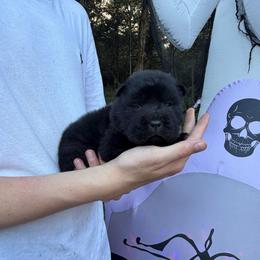 Binx - Black female Chinese Shar-Pei puppy in Auburn, Kansas from Justin's Chinese Shar-Pei