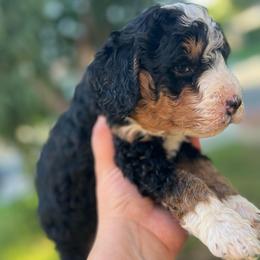 Orion - Tri-color male Bernedoodle puppy in Los Angeles, California from Bernied00dle Love