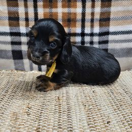 Holly - Black and tan female Dachshund puppy in Anaconda, Montana from Montana Country Dachshunds