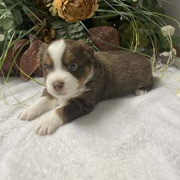 Tiny - Red tri male Miniature Australian Shepherd puppy in Oroville, Washington from High Mountain Aussies