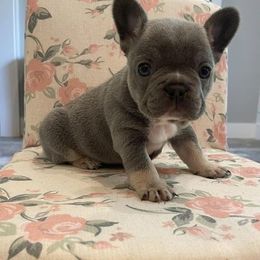 French Bulldog Puppies from For the Luv of Frenchies