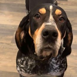 Bosco - Bluetick Coonhound
