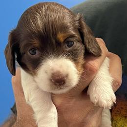 Girl 1 - Piebald female Dachshund puppy in Wichita, Kansas from Wild West Wiener Lovers