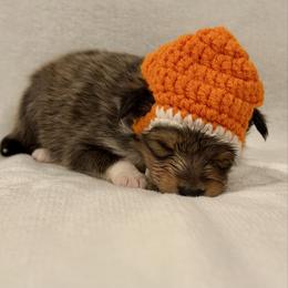 IRONMAN - Sable & white male Toy Shetland Sheepdog puppy in Livonia, Michigan from M7’s Shelties, Toonies & AussieDoodles