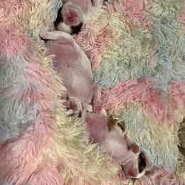 Shih Tzu Puppies from Wood Foo Breeders