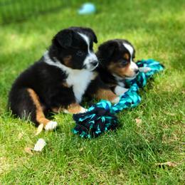 Miniature Australian Shepherd and Toy Australian Shepherd Puppies from Son Shine Farm
