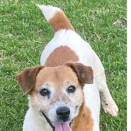 Russell Terriers from Lynne's Pups