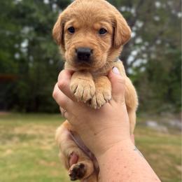 Horseshoe - Yellow male Labrador Retriever puppy in Water Valley, Mississippi from Three Lakes Labs & WHDs