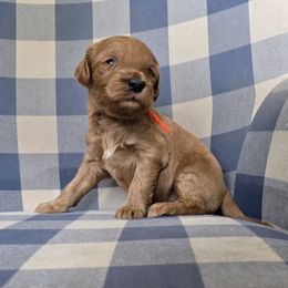 Winston - Red  male Goldendoodle puppy in Galt, Missouri from Only Doodles!