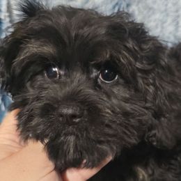 Gabe - Black and tan male Cavapoo puppy in Lebanon, Kentucky from Mosaic Merle Doodles