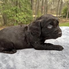 Dark Purple Collar - Chocolate female Boykin Spaniel puppy in Comer, Georgia from Weavers Kennels