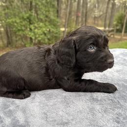 Dark Purple Collar - Chocolate female Boykin Spaniel puppy in Comer, Georgia from Weavers Kennels