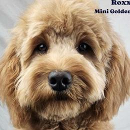 Roxxy - Goldendoodle