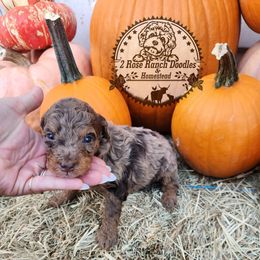 Chocolate merle - Chocolate merle female Bernedoodle puppy in Graham, Texas from 2 Rose Ranch Doodles