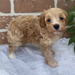 Cockapoo Puppies from Home Raised Cockapoos