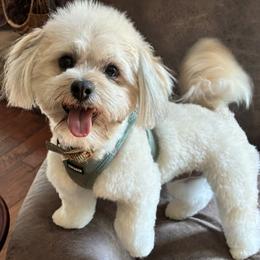 Tigger - Havanese