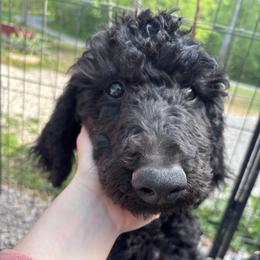 Green collar boy - Black male Poodle puppy in Grandview, Tennessee from FurEver Poodles