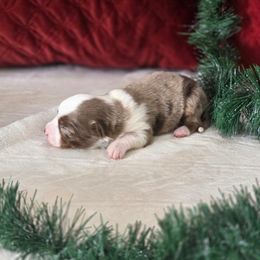 D - Red merle male Toy Australian Shepherd puppy in Killen, Alabama from Wilkers Wholehearted Mini Aussies