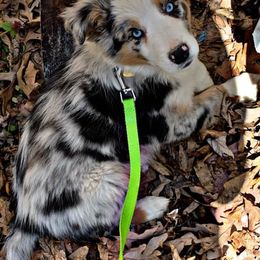 Australian Shepherds from Northern Maple Valley Aussies