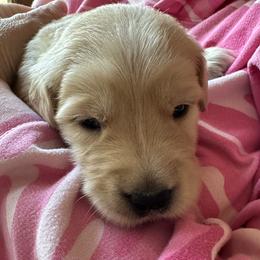 Golden Retriever Puppies from Gail’s Goldens