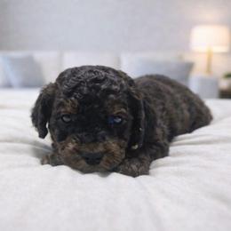 Marshall - Chocolate male Goldendoodle puppy in Pittsburg, Texas from Grace Springs Goldendoodles