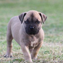 Lime green - Brown male Boerboel puppy in Shawnee, Oklahoma from TXT Boerboels