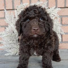 Roscoe - Chocolate male Labradoodle puppy in Millersburg, Ohio from My Pals