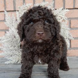 Roscoe - Chocolate male Labradoodle puppy in Millersburg, Ohio from My Pals
