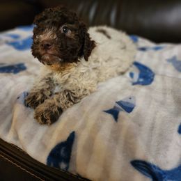 Girl 1 - Lagotto Romagnolo puppy from Willow Creek Kennels