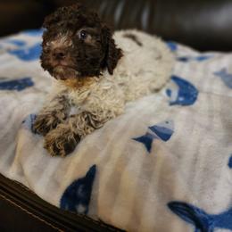 Girl 1 - Lagotto Romagnolo puppy from Willow Creek Kennels