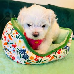 Diamond - White female Maltese puppy in Apache Junction, Arizona from Cindy and Tim's Maltese