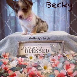 American Corgi and Pembroke Welsh Corgi Puppies from Weatherby’s Corgis