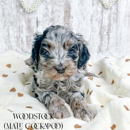 Woodstock - Merle male Cockapoo puppy in Otisville, Michigan from Danie’s Darling Doodles LLC