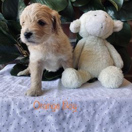 Goldendoodle Puppies from Davidson Poodle & Doodle Farm