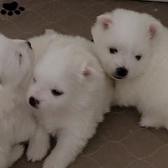 American Eskimo Dog Puppies from Diamond Storm Eskies