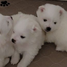 American Eskimo Dog Puppies from Diamond Storm Eskies