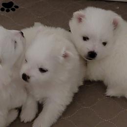 American Eskimo Dog Puppies from Diamond Storm Eskies