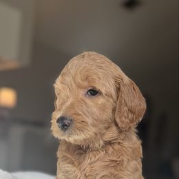 Lavender - Apricot female Goldendoodle puppy in Spring, Texas from The Doodle Den